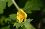 Celadine poppy